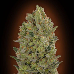 Female Collection 3 (00 Seeds)