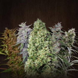ACE Mix Standard (Ace Seeds)