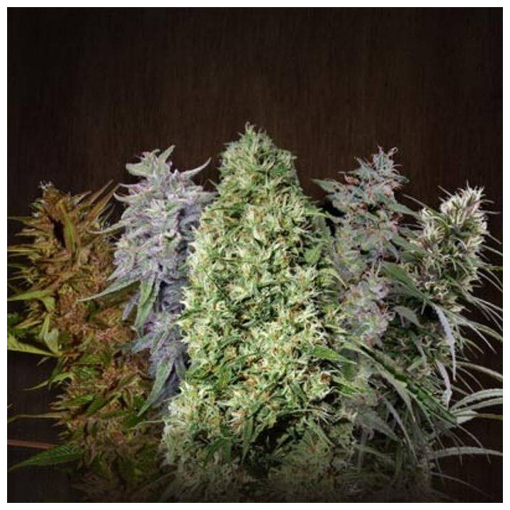 ACE Mix Standard (Ace Seeds)