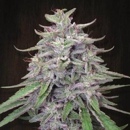 Bangi Haze Standard (Ace Seeds)