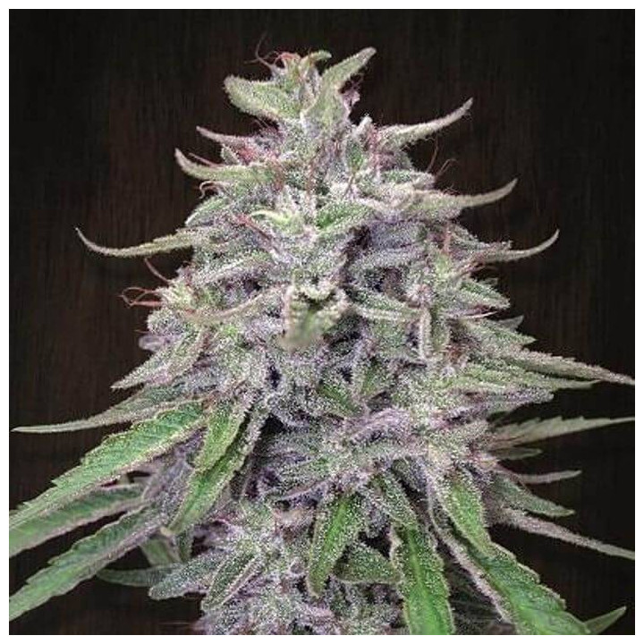 Bangi Haze Standard (Ace Seeds)