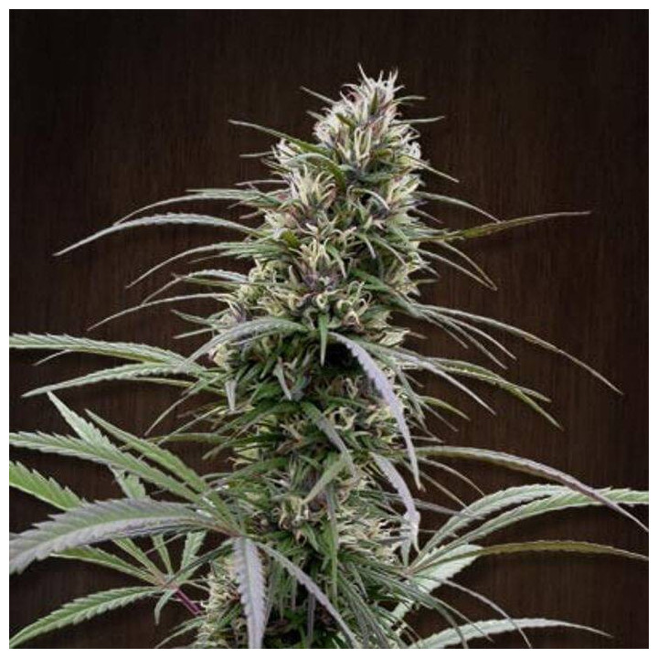 Congo Regular (Ace Seeds)