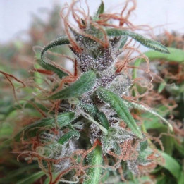 Honduras Regular (Ace Seeds)