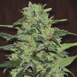 Malawi Regular (Ace Seeds)
