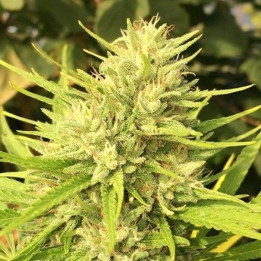 Malawi x Panamá Regular (Ace Seeds)