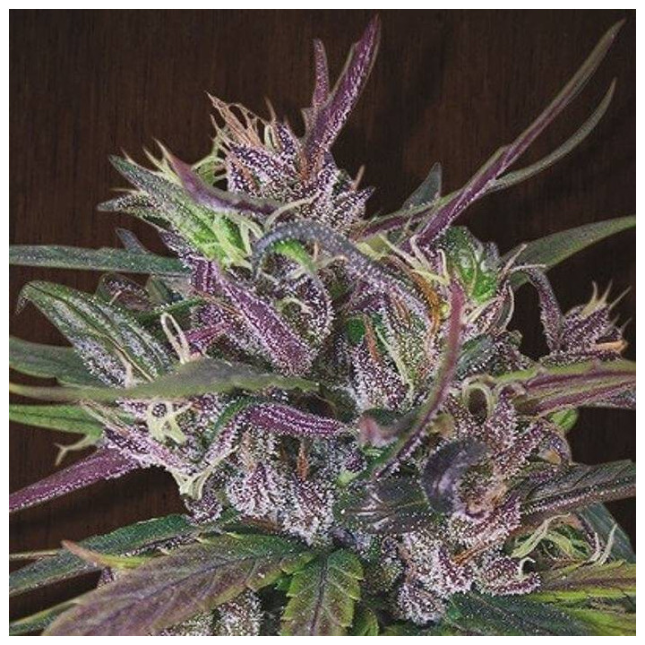 Oldtimer's Haze Regular (Ace Seeds)