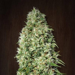 Orient Express Regular (Ace Seeds)