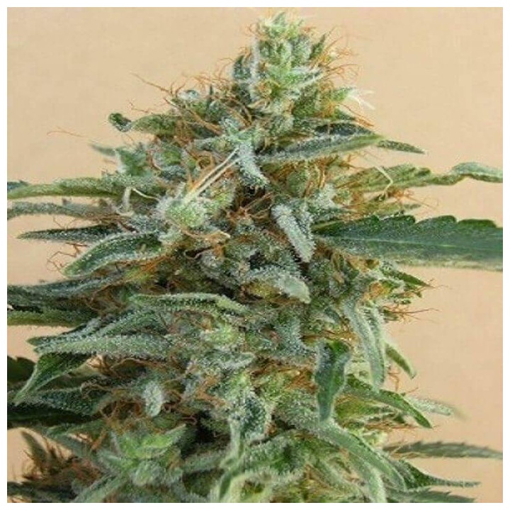 Tikal Regular (Ace Seeds)