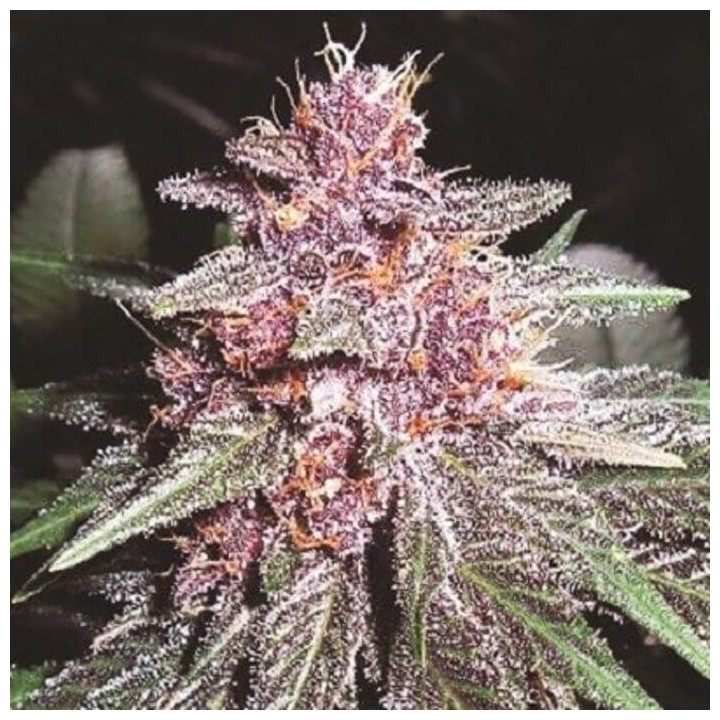 Violeta Regular (Ace Seeds)