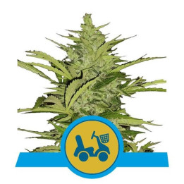 Fast Eddy Automatic CBD (Royal Queen Seeds)