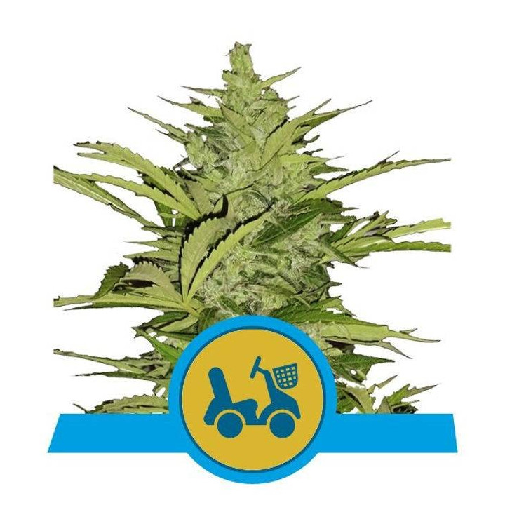 Fast Eddy Automatic CBD (Royal Queen Seeds)