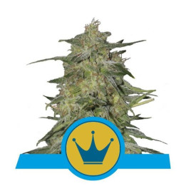 Royal Highness (Royal Queen Seeds)