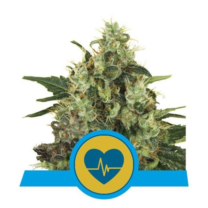 Medical Mass (Royal Queen Seeds)