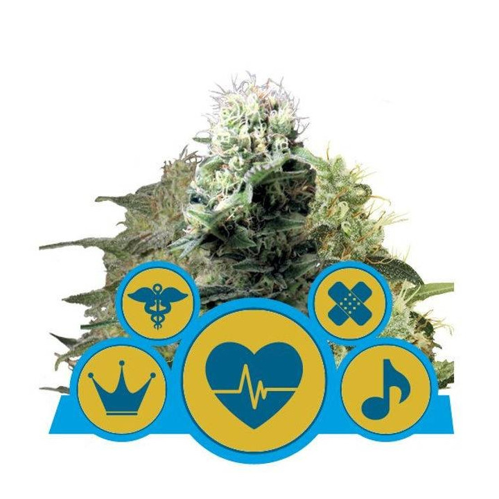 CBD Mix (Royal Queen Seeds)