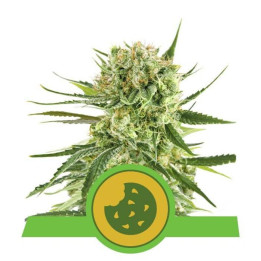 Royal Cookies Automatic (Royal Queen Seeds)