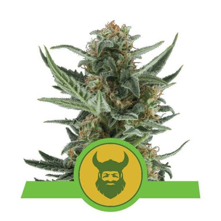 Royal Dwarf (Royal Queen Seeds)