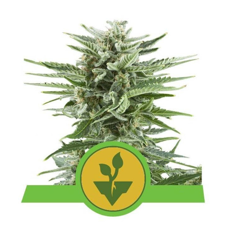 Easy Bud (Royal Queen Seeds)