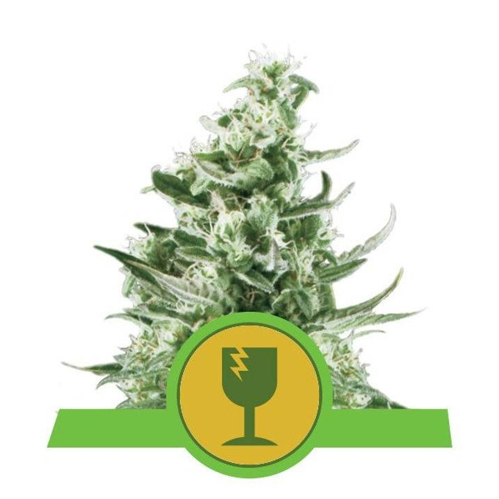 Royal Critical Automatic (Royal Queen Seeds)