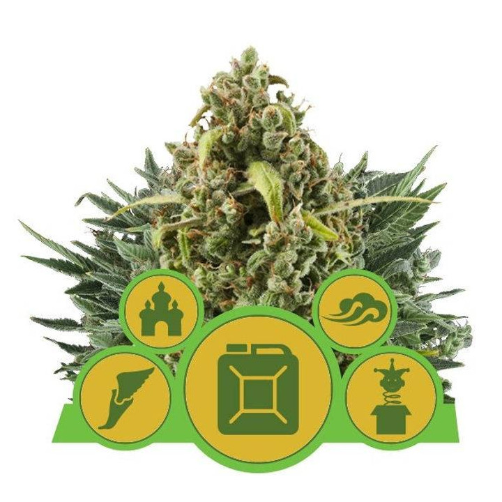 Mix Autoflorecientes (Royal Queen Seeds)