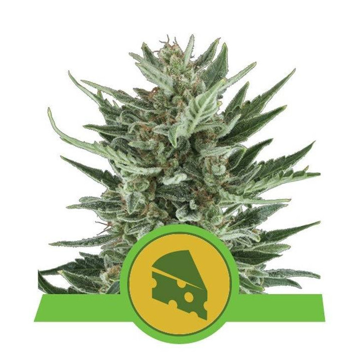Royal Cheese Automatic (Royal Queen Seeds)