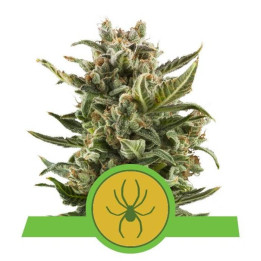 White Widow Automatic (Royal Queen Seeds)