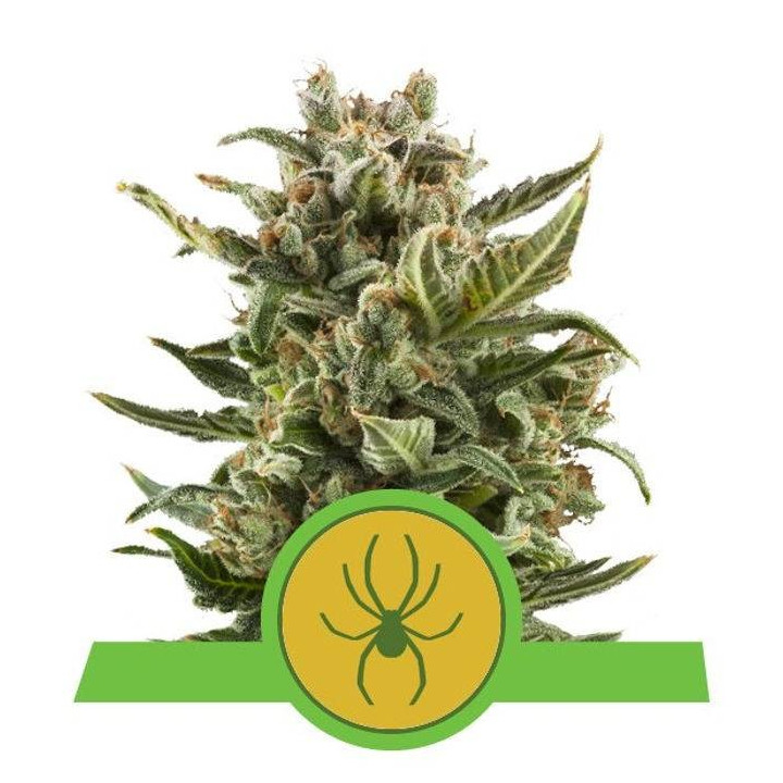 White Widow Automatic (Royal Queen Seeds)
