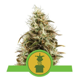 Royal Jack Automatic (Royal Queen Seeds)