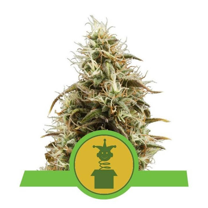 Royal Jack Automatic (Royal Queen Seeds)