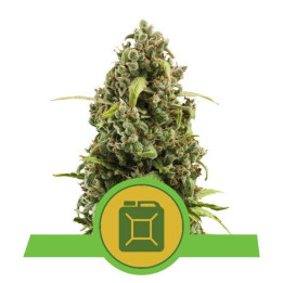 Diesel Automatic (Royal Queen Seeds)