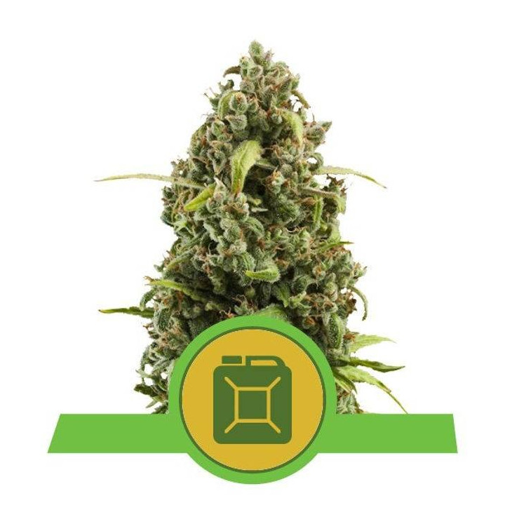 Diesel Automatic (Royal Queen Seeds)
