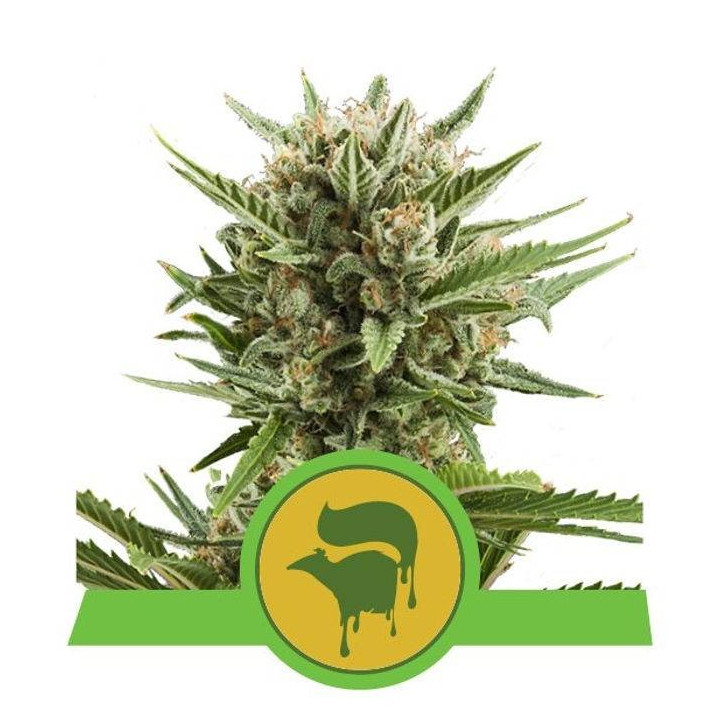 Sweet Skunk Automatic (Royal Queen Seeds)