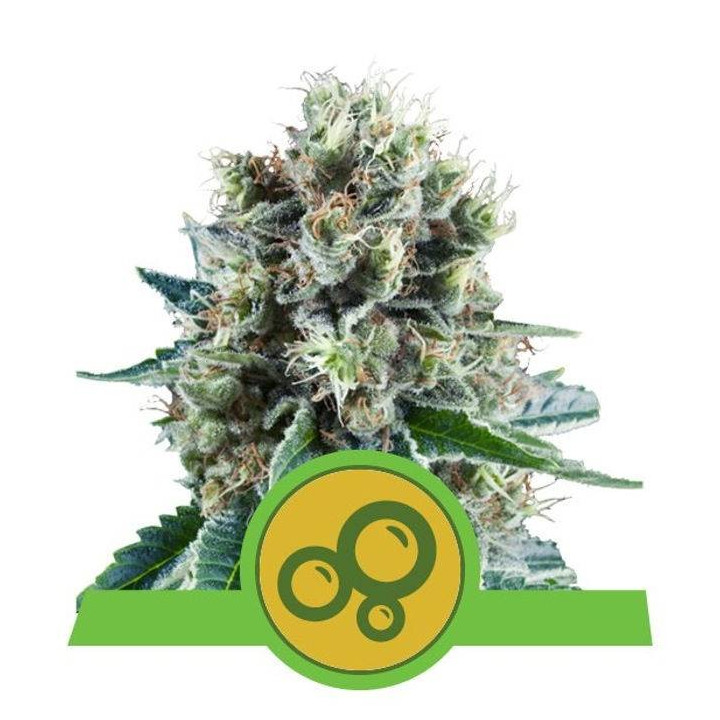 Bubble Kush Automatic (Royal Queen Seeds)