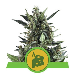 Blue Cheese Automatic (Royal Queen Seeds)