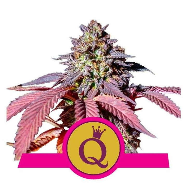 Purple Queen (Royal Queen Seeds)