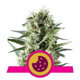 Royal Cookies (Royal Queen Seeds)