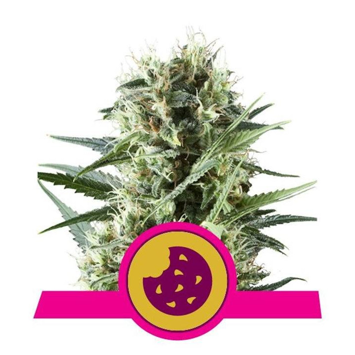 Royal Cookies (Royal Queen Seeds)