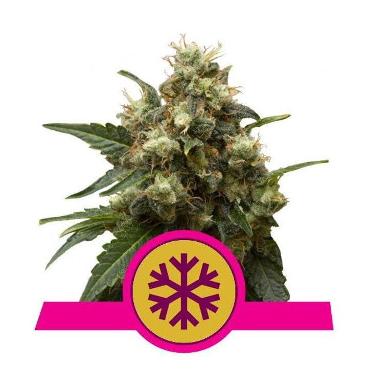 Ice (Royal Queen Seeds)