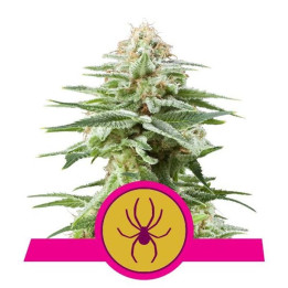 White Widow (Royal Queen Seeds)