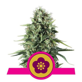 Power Flower (Royal Queen Seeds)