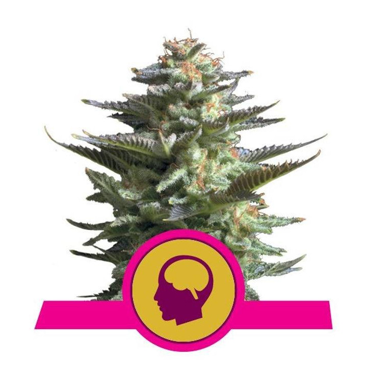 Amnesia Haze (Royal Queen Seeds)