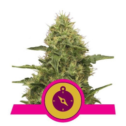 Northern Light (Royal Queen Seeds)
