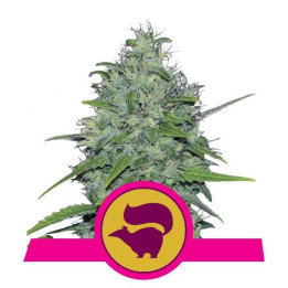 Skunk XL (Royal Queen Seeds)