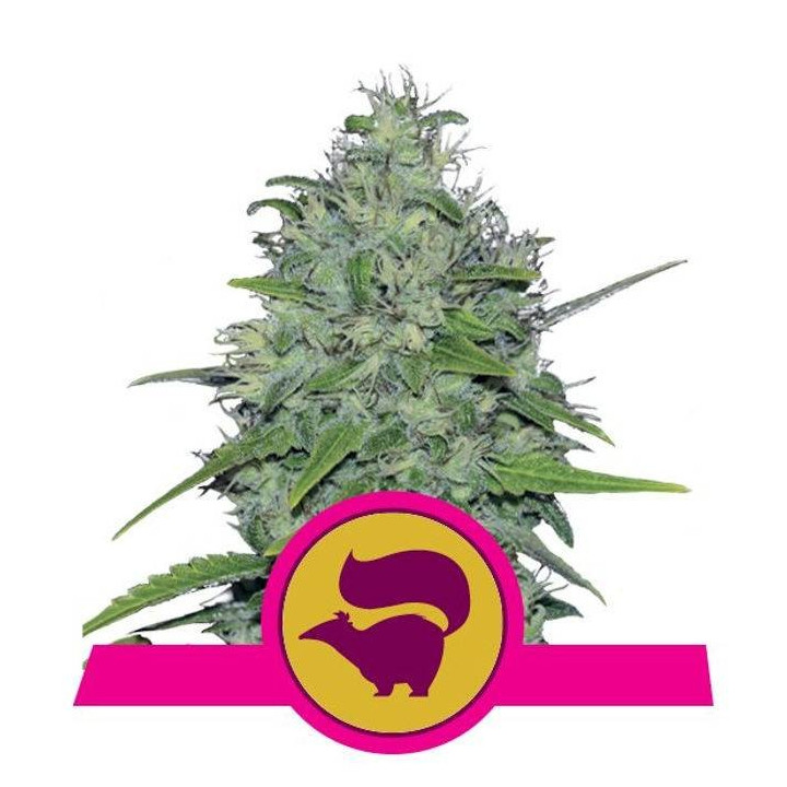 Skunk XL (Royal Queen Seeds)