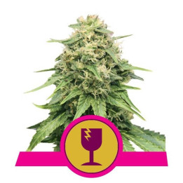 Critical (Royal Queen Seeds)