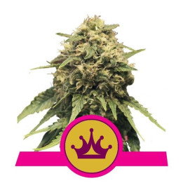 Special Queen 1 (Royal Queen Seeds)