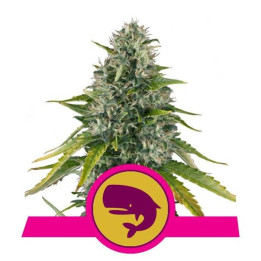 Royal Moby (Royal Queen Seeds)