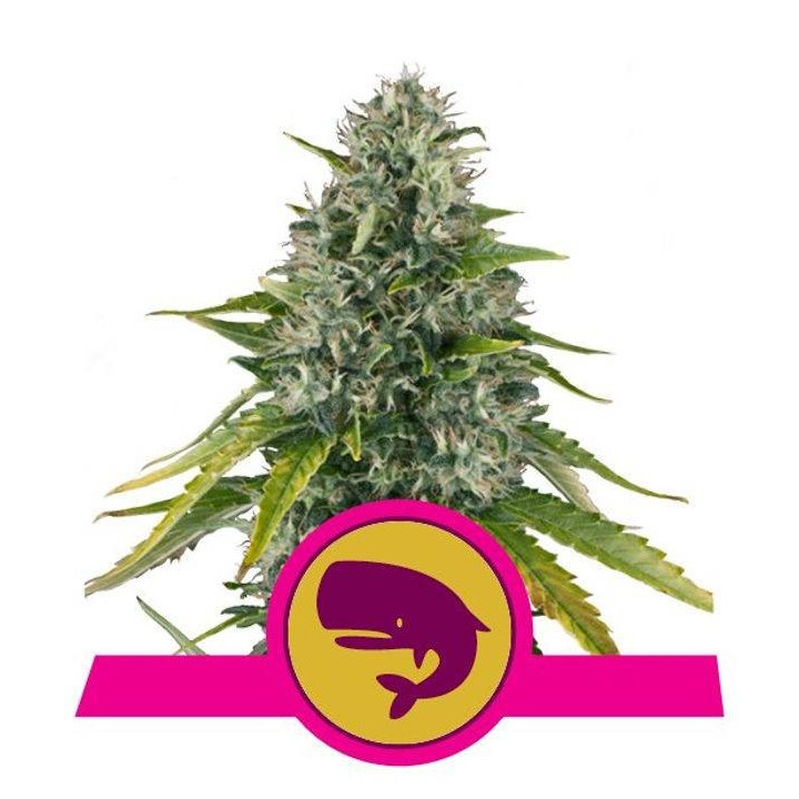 Royal Moby (Royal Queen Seeds)