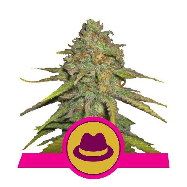 O.G. Kush (Royal Queen Seeds)