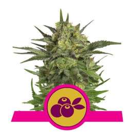 Haze Berry (Royal Queen Seeds)
