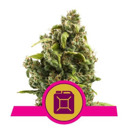 Sour Diesel (Royal Queen Seeds)